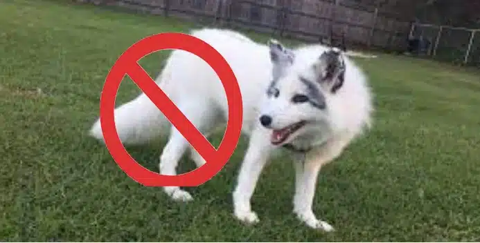 Section 8 Restrictions 
Prohibited Pets